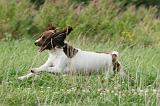 SPRINGER SPANIEL 035